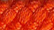 orange title=